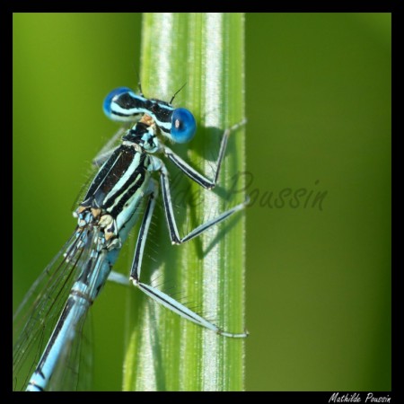 Agrion à larges pattes - Platycnemis pennipes
